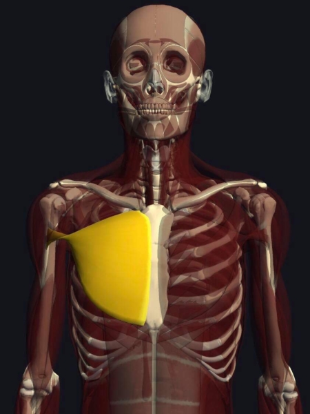 大胸筋中部繊維の機能解剖