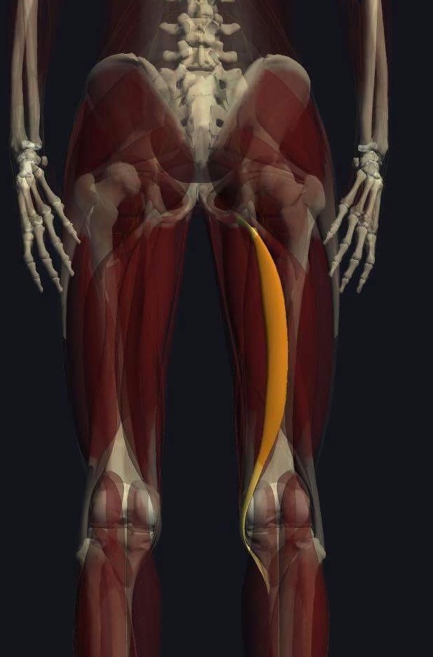 半腱様筋の機能解剖、起始・停止・作用まとめ トレーナーズアカデミー