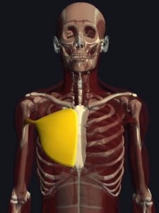 大胸筋の機能解剖 起始 停止 作用まとめ トレーナーズアカデミー