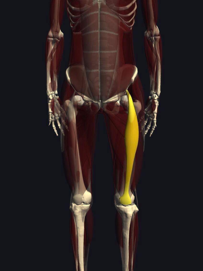 大腿直筋の機能解剖 起始 停止 作用まとめ トレーナーズアカデミー