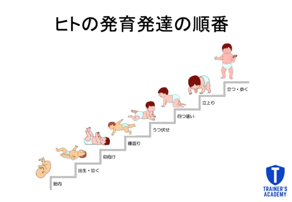 なぜ発育発達に基づいたトレーニングが大切なのか トレーナーズアカデミー