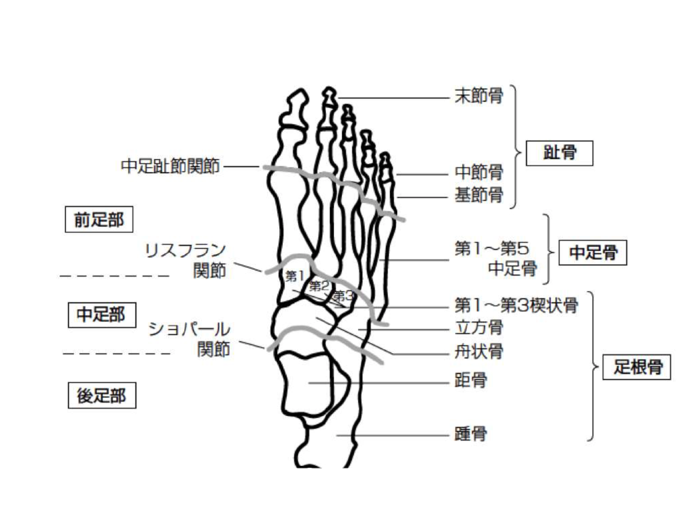 なぜ解剖学は大切なのか 現場で100 活かせる体表解剖学 トレーナーズアカデミー